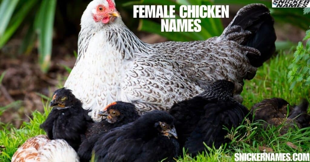 Female Chicken Names