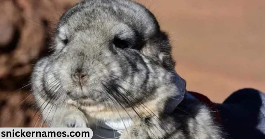 Female Chinchilla Names