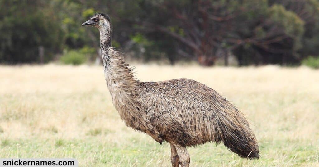 Female Emu Names