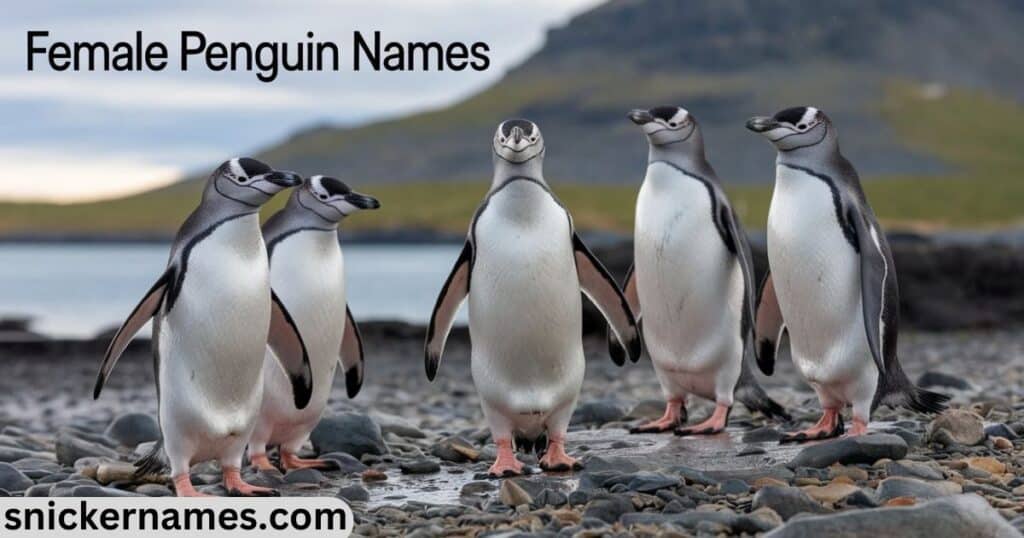 Female Penguin Names