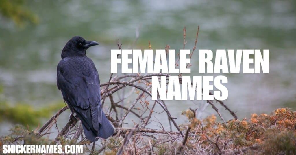 Female Raven Names