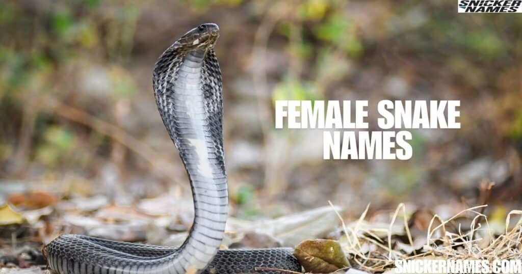 Female Snake Names