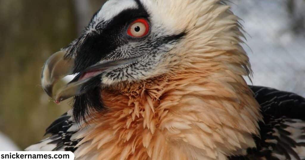 Female Vulture Names