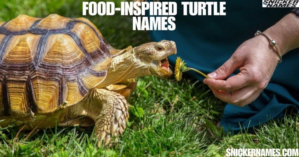 Food-Inspired Turtle Names