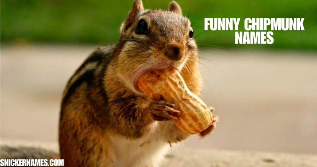 Funny Chipmunk Names