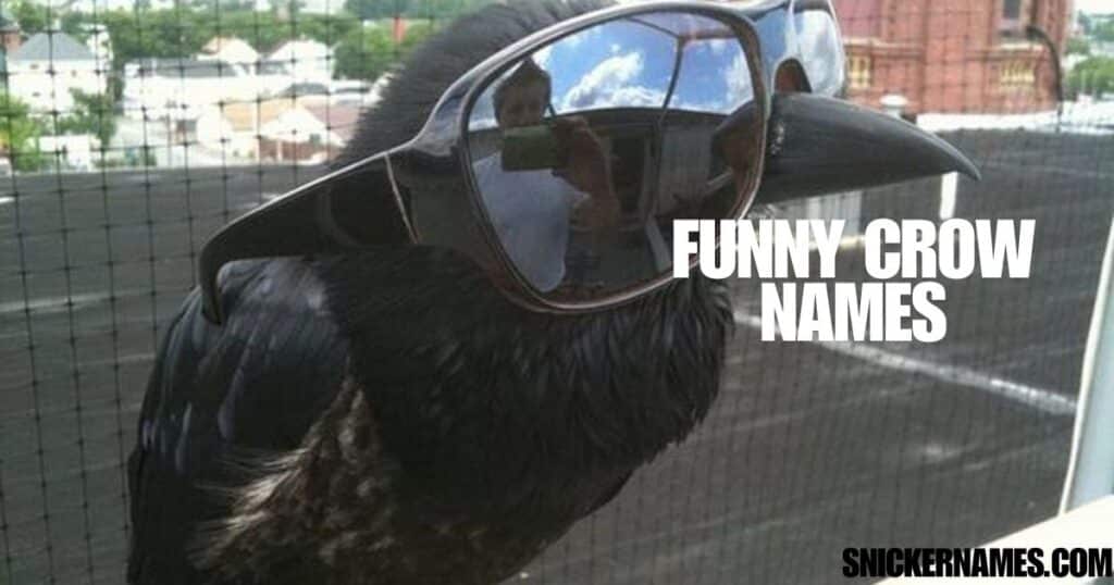 Funny Crow Names