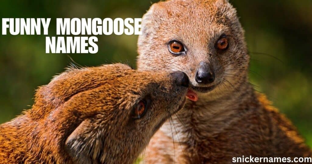 Funny Mongoose Names