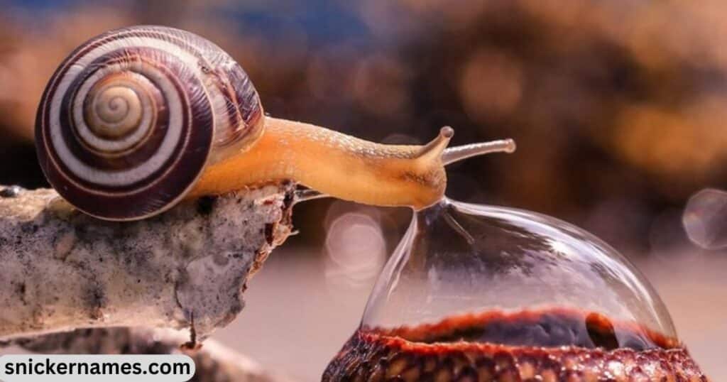 Funny Names for Snail