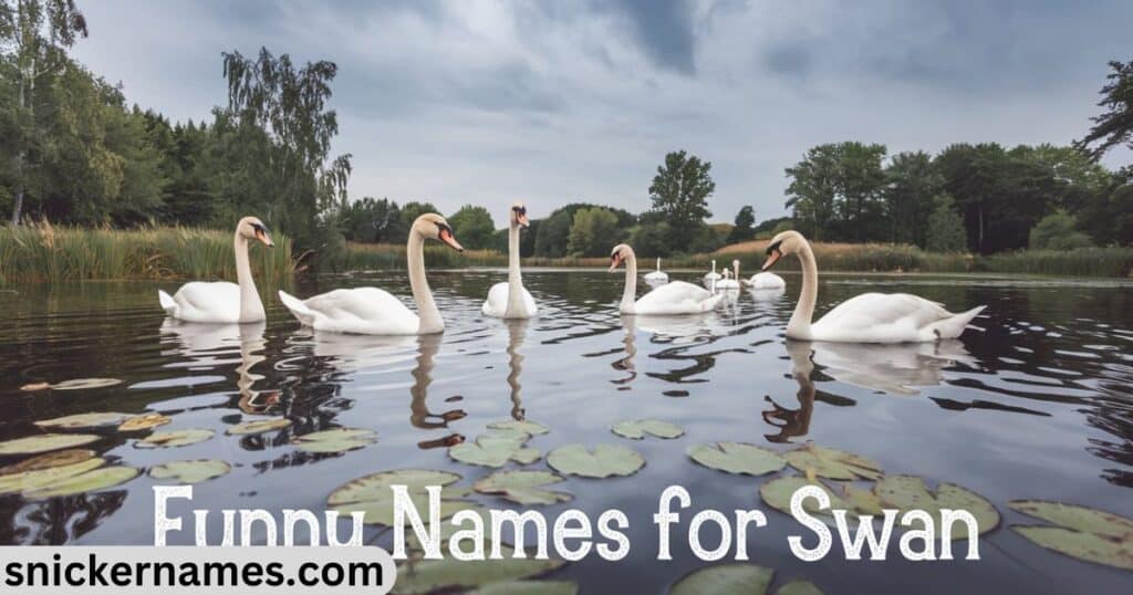 Funny Names for Swan