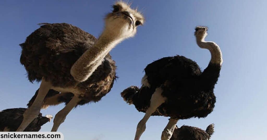 Funny Ostrich Names