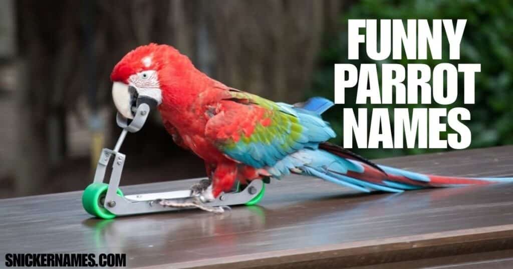 Funny Parrot Names