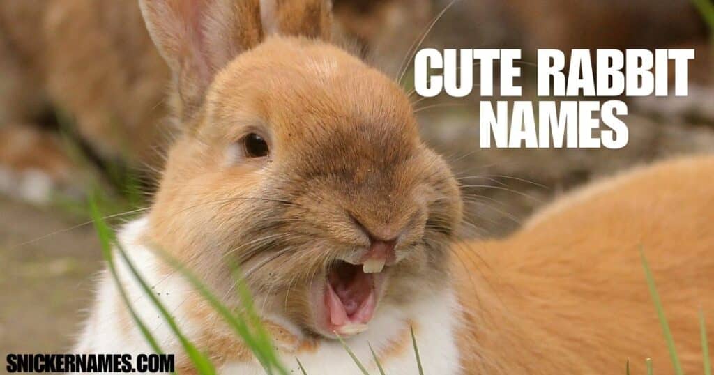 Funny Rabbit Names