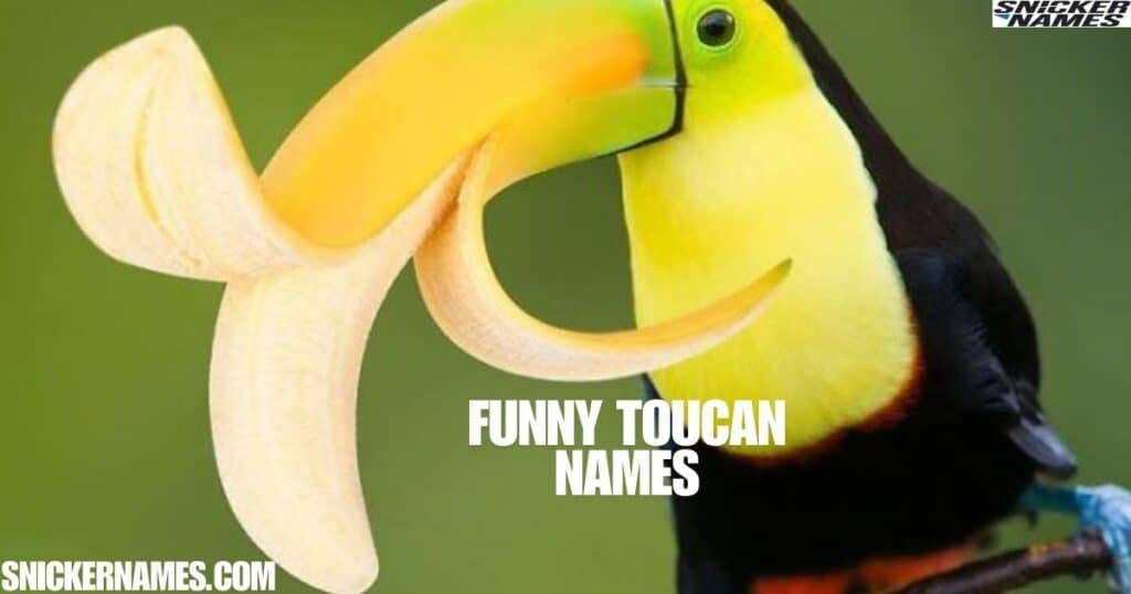 Funny Toucan Names