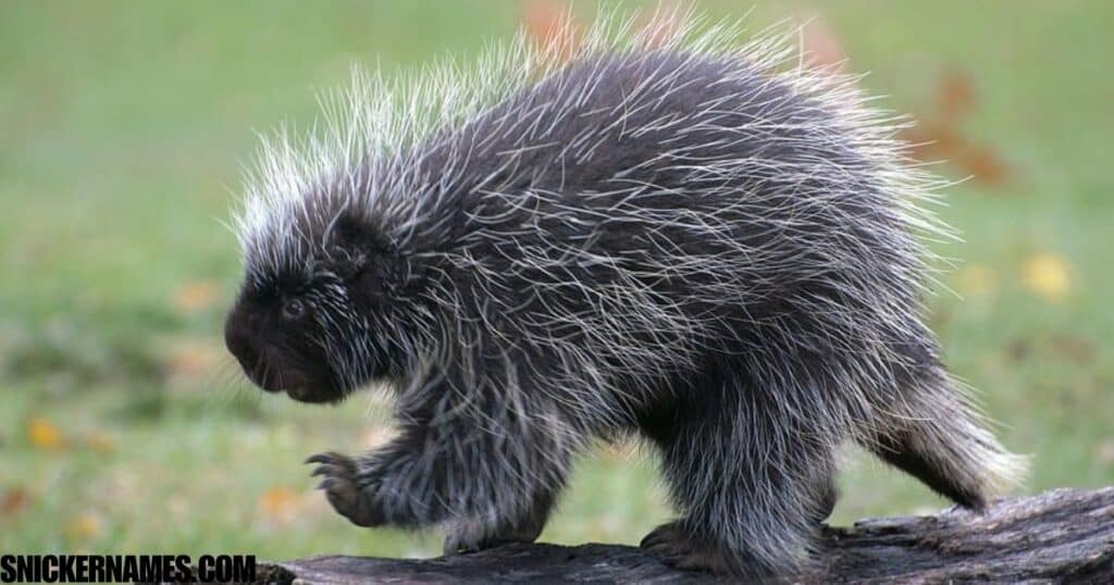 Girl Porcupine Names