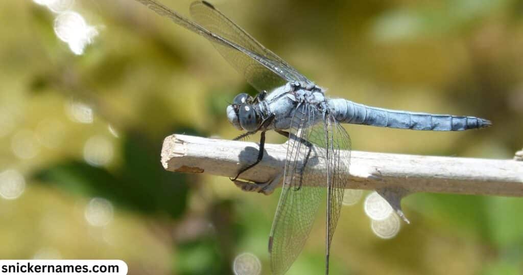 Good Dragonfly Name Ideas