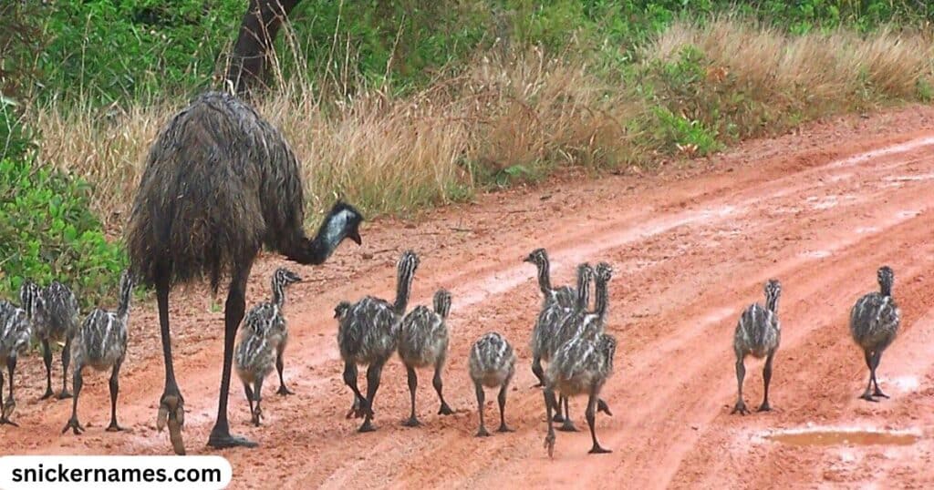 Good Emu Names Starting with “E”