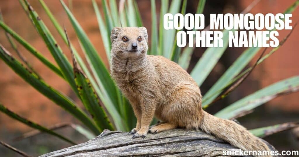 Good Mongoose Other Names