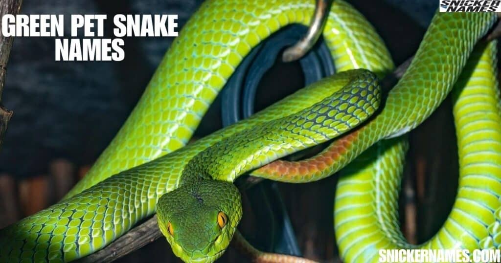 Green Pet Snake Names