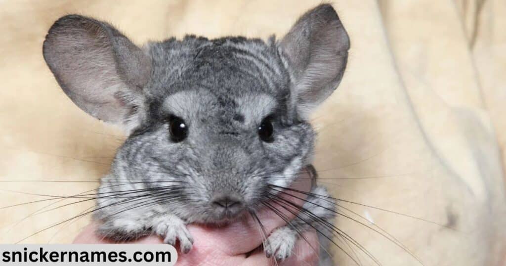 Grey Chinchilla Names