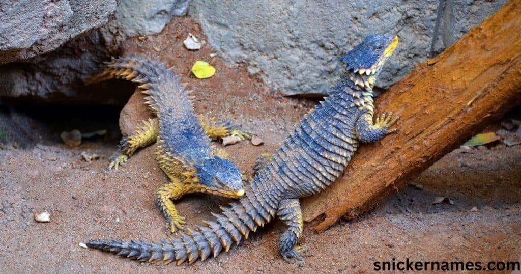 Iguana Names in Other Languages