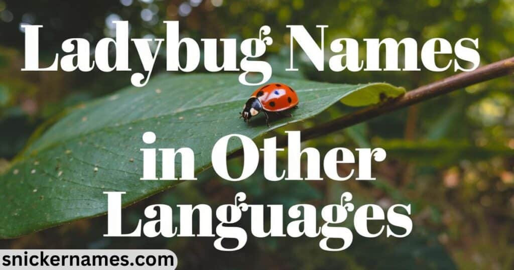 Ladybug Names in Other Languages