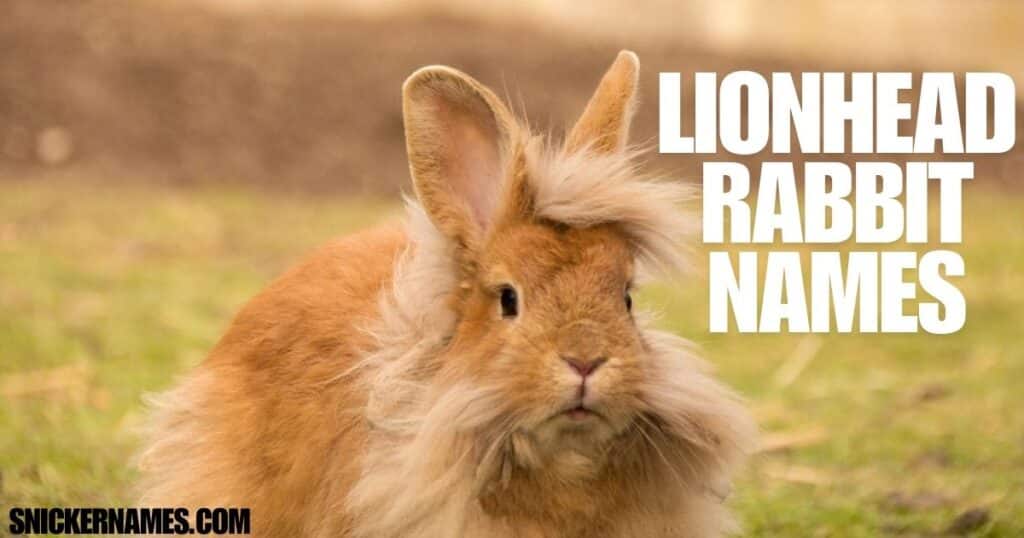 Lionhead Rabbit Names