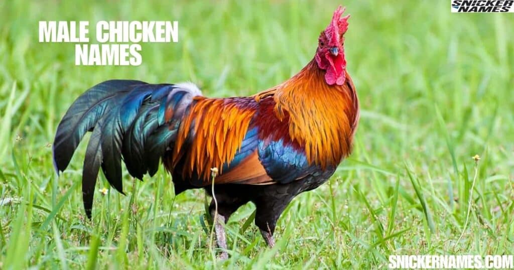 Male Chicken Names