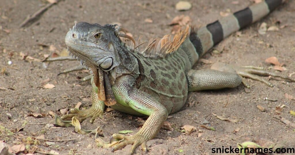 Male Iguana Names