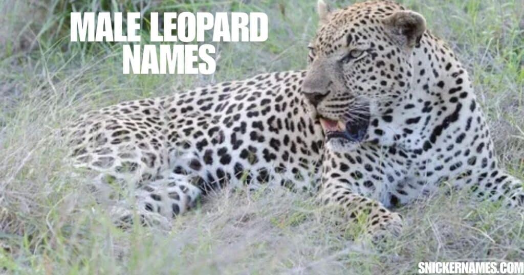 Male Leopard Names