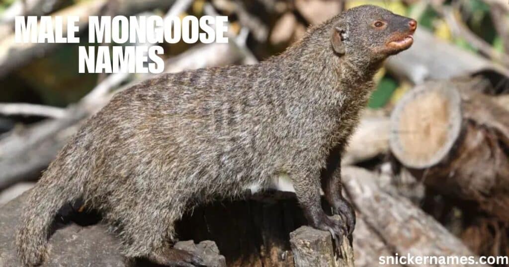 Male Mongoose Names