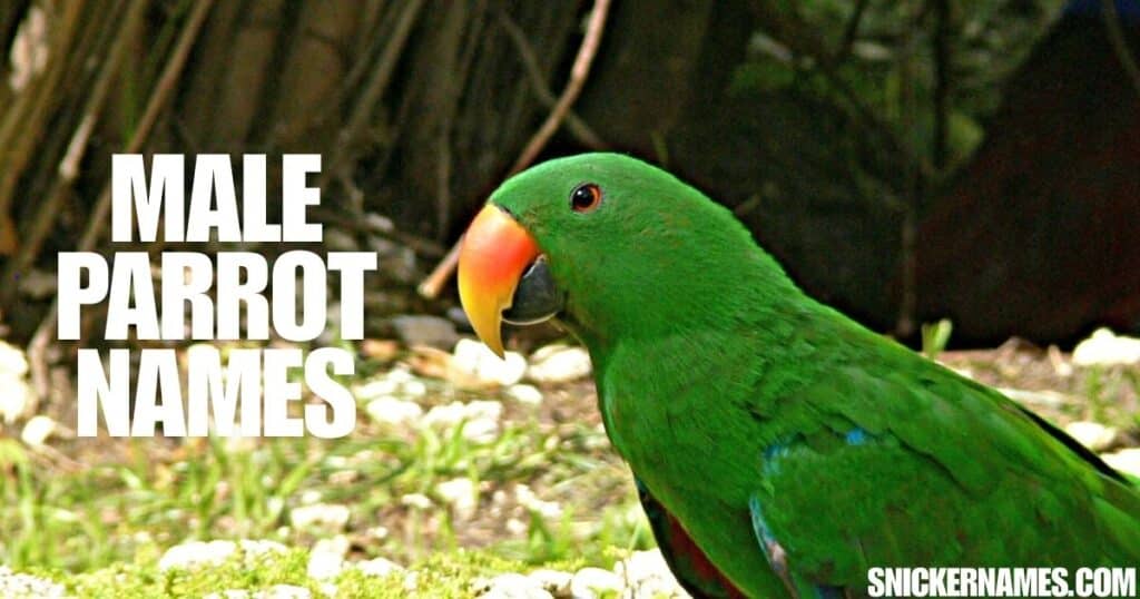 Male Parrot Names