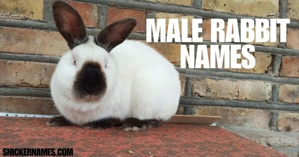 Male Rabbit Names