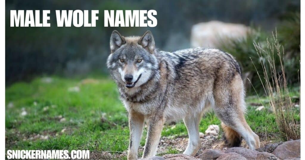 Male Wolf Names