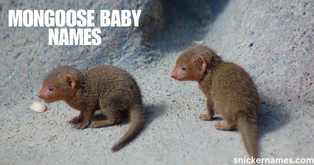 Mongoose Baby Names