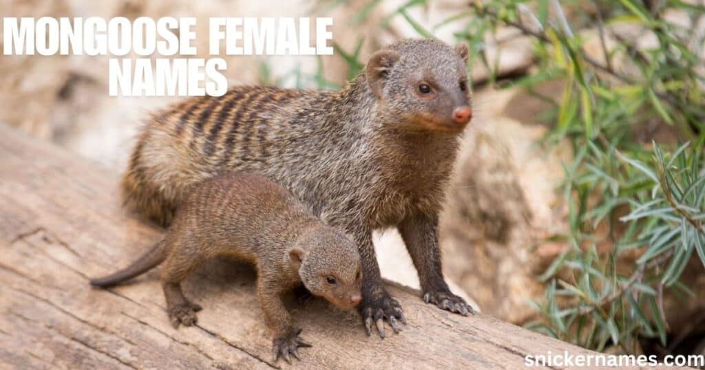 Mongoose Female Names