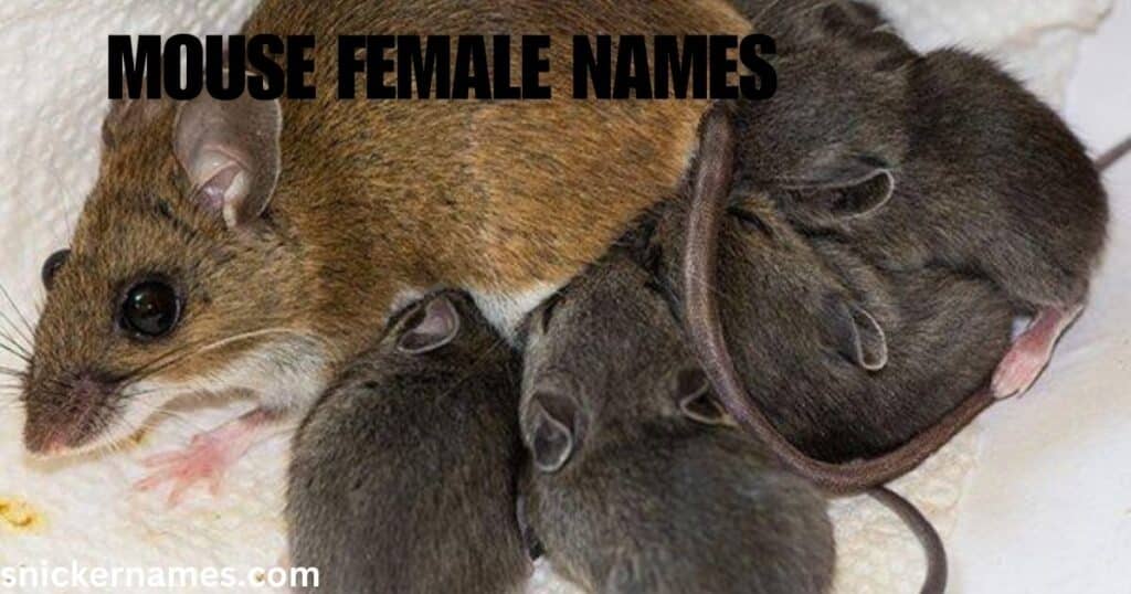 Mouse Female Names