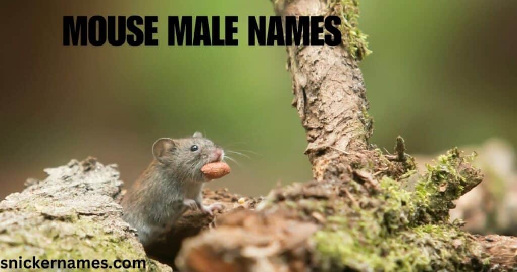 Mouse Male Names