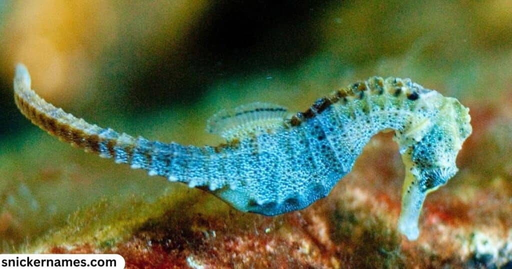 Mythical Names for Seahorse