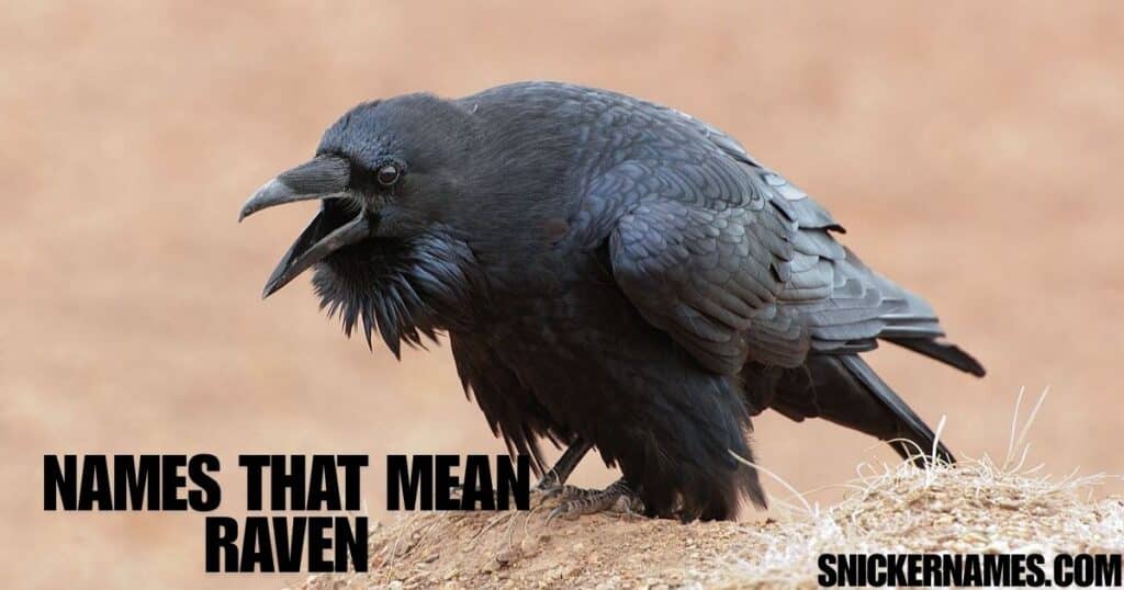 Names that Mean Raven