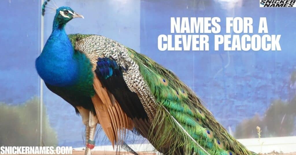 Names for a Clever Peacock