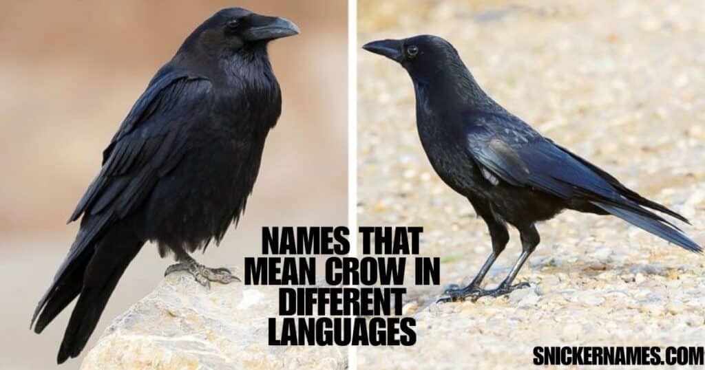 Names That Mean Crow in Different Languages