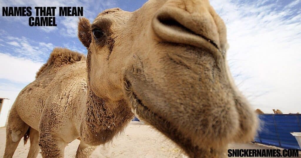 Names that Mean Camel