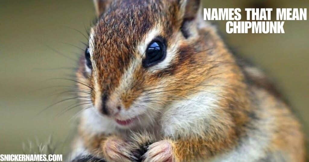 Names that Mean Chipmunk