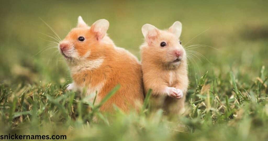 Names that Mean Hamster in Different Languages