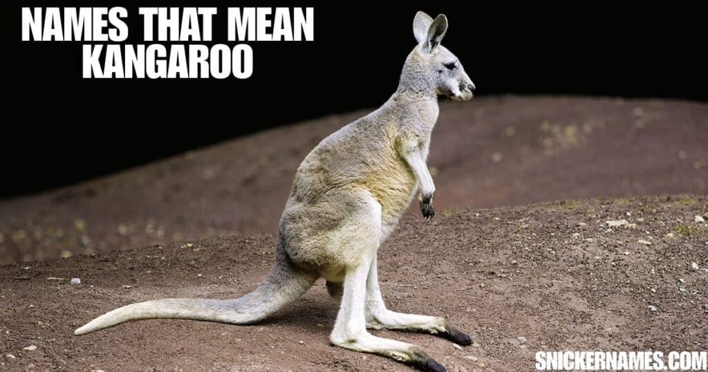 Names that Mean Kangaroo