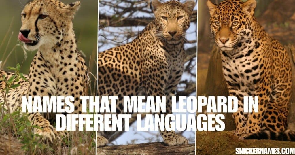 Names that Mean Leopard in Different Languages