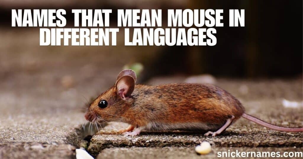 Names that Mean Mouse in Different Languages