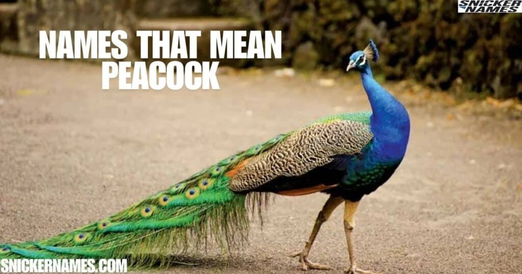 Names that Mean Peacock