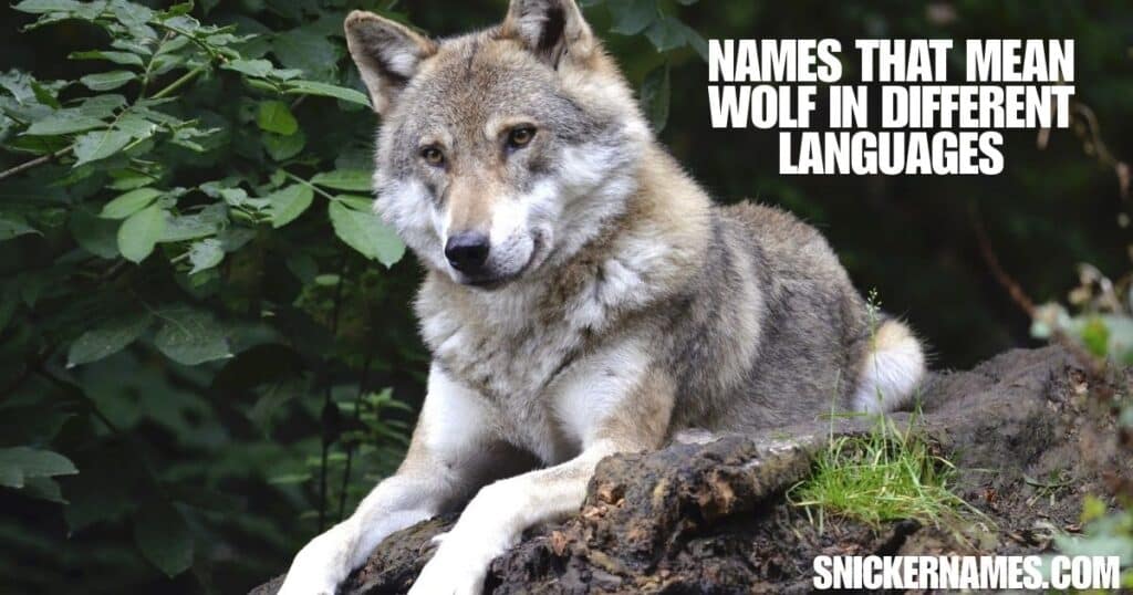 Names that Mean Wolf in Different Languages