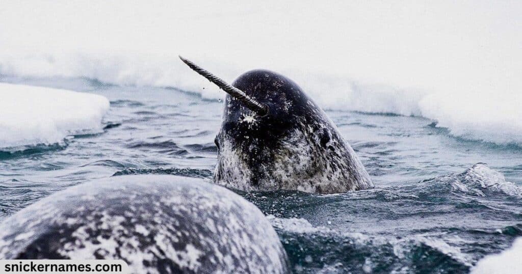 Narwhal Names Generator